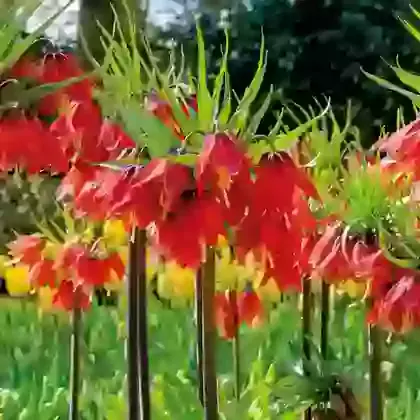 Imperialis Red Beauty